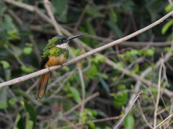 Roodstaartglansvogel (Galbula ruficauda)